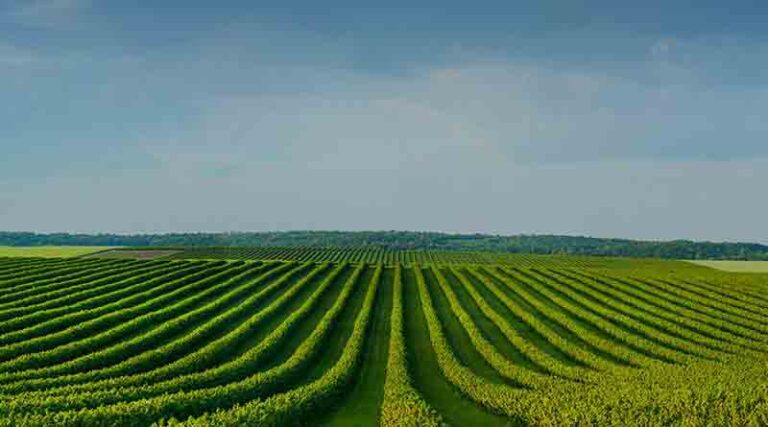 China set to reap increasing autumn grain output despite rains