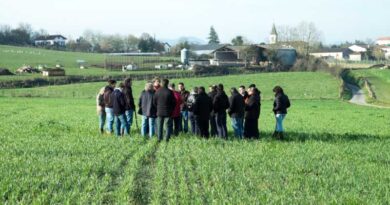 Economic organisations in agricultural sectors and impacts on farmers’ incomes - Analysis n°168