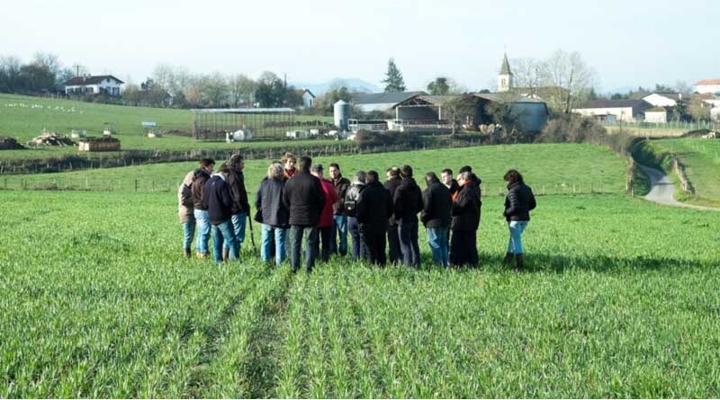 Economic organisations in agricultural sectors and impacts on farmers’ incomes - Analysis n°168