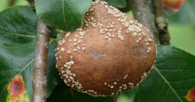Sustainable plant disease protection strategies to keep your crops healthy