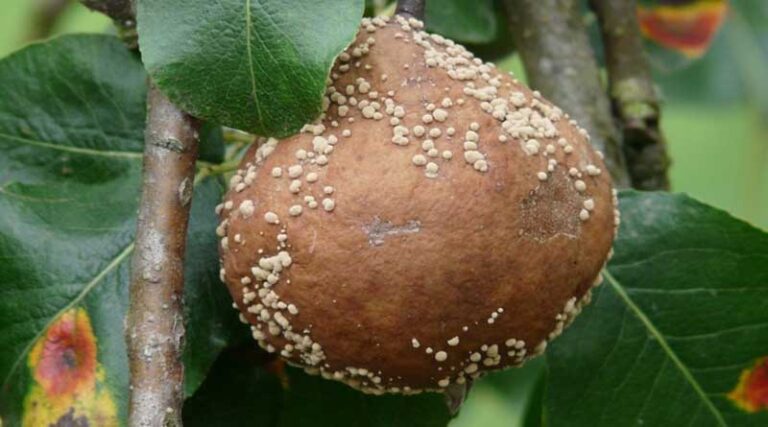 Sustainable plant disease protection strategies to keep your crops healthy