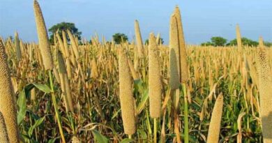 Large study shows regular millet consumption can combat anemia