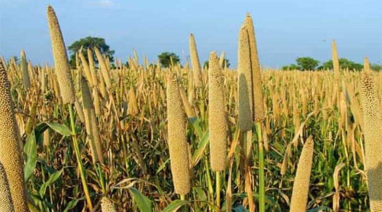 Large study shows regular millet consumption can combat anemia