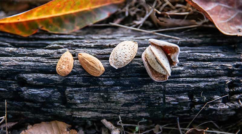 Researchers Develop Self-Pollinating Almond With a Gold Mine of Tasty Traits