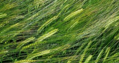 Laureate spring barley delivers consistent yield performance