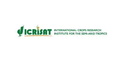 New climate-resilient, disease-resistant chickpea varieties coming farmers’ way