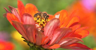Breeding Honey Bees for Adaptation to Regionalized Plants and Artificial Diets