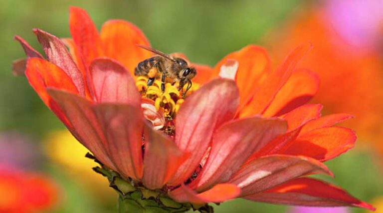 Breeding Honey Bees for Adaptation to Regionalized Plants and Artificial Diets
