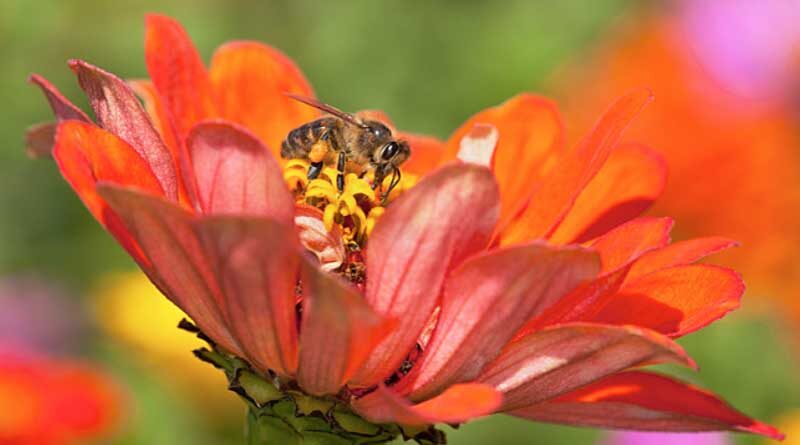 Breeding Honey Bees for Adaptation to Regionalized Plants and Artificial Diets