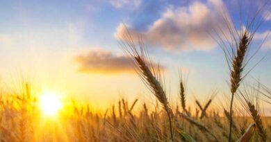 GRDC helps growers with 2022 winter crop variety choices
