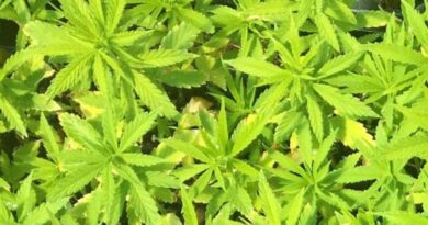 Master the Art of Growing Higher Yielding Hemp with Drip Irrigation