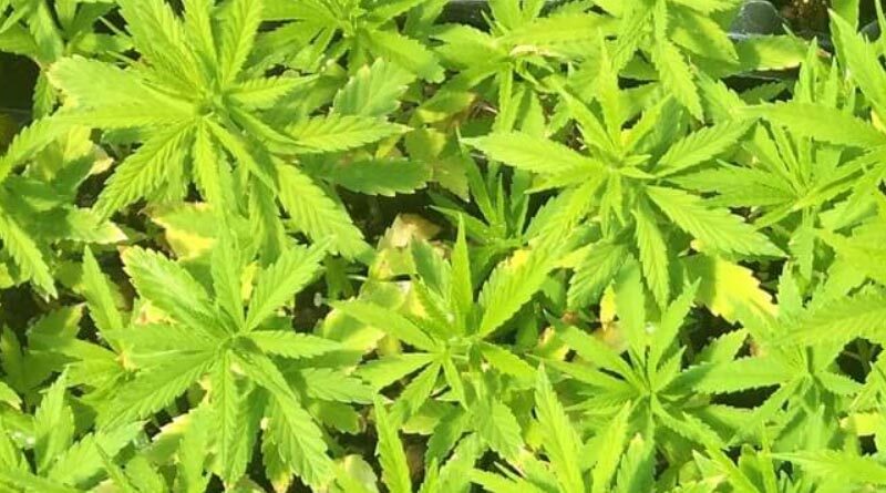 Master the Art of Growing Higher Yielding Hemp with Drip Irrigation