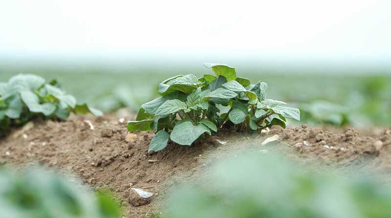 Get cover against seed-borne potato diseases