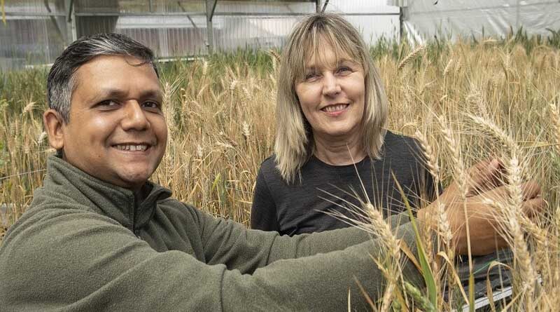 Australia: Sodic soil tolerance research paves the way to improved wheat varieties