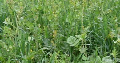 Cover crop destruction advice for spring malting barley