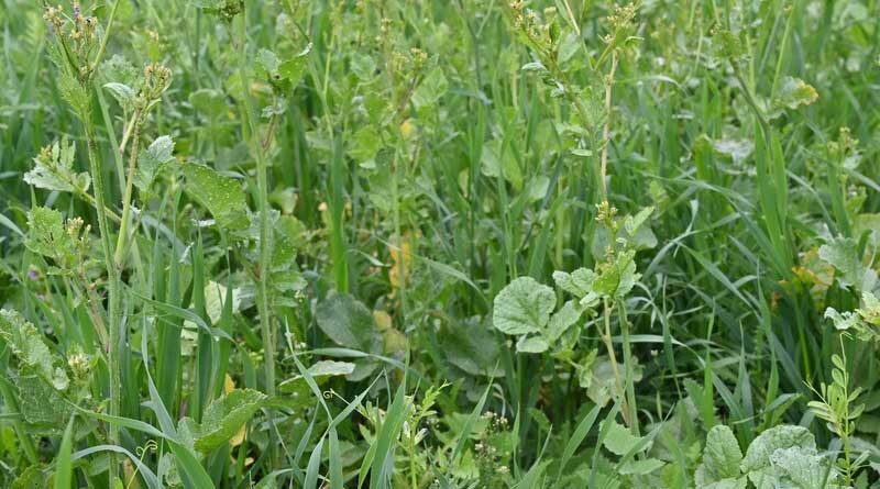 Cover crop destruction advice for spring malting barley