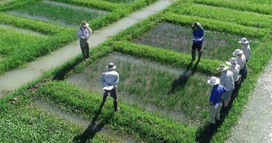 Water seeded rice to benefit from new herbicide