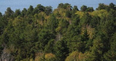 Enhancing sustainable forest landscapes and tackling commodity-driven deforestation through better data