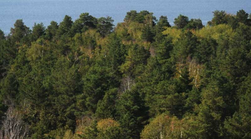 Enhancing sustainable forest landscapes and tackling commodity-driven deforestation through better data
