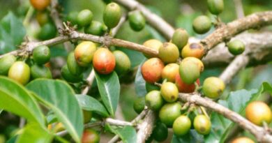Germany is the biggest market for Vietnamese coffee