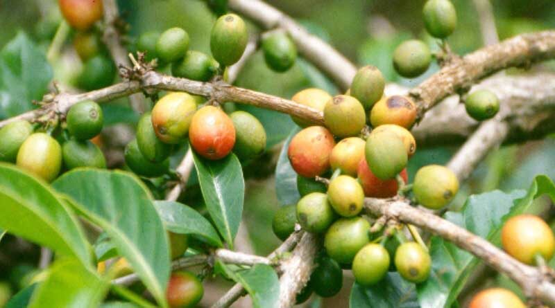Germany is the biggest market for Vietnamese coffee