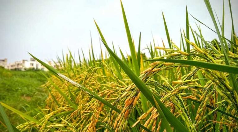Livestock and plant resources survey on track