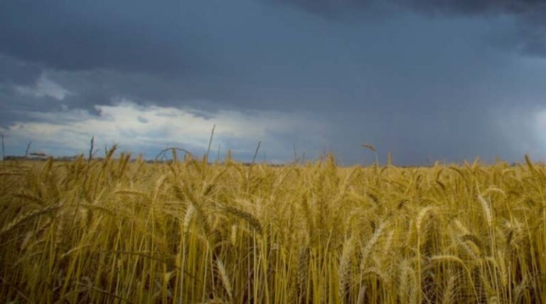 Australia: New climate outlooks from BoM set to aid farm decision making