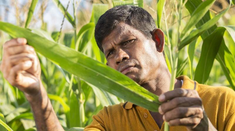 Fall Armyworm: Scaling up response across the globe