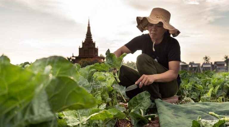 CABI and the Rainforest Alliance pledge working towards more sustainable agriculture