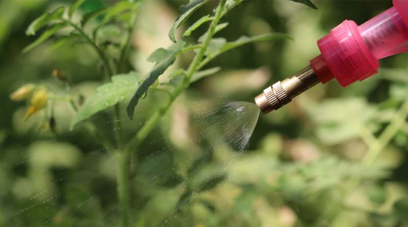 Biopesticides – Biological Alternatives to Chemical Pesticides: The Natural Way