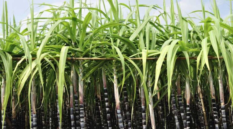 Bumpy start to sugarcane crushing season for mills in Maharashtra