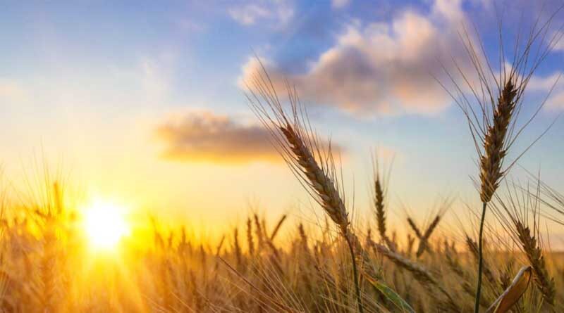 Haryana Agricultural University, Hisar, Haryana Will Be Organizing Various Trainings
