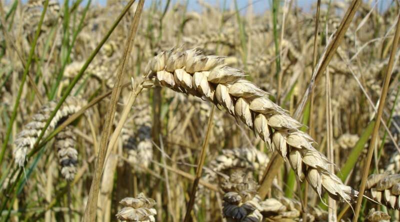 Madhya Pradesh completes 50 percent rabi sowing