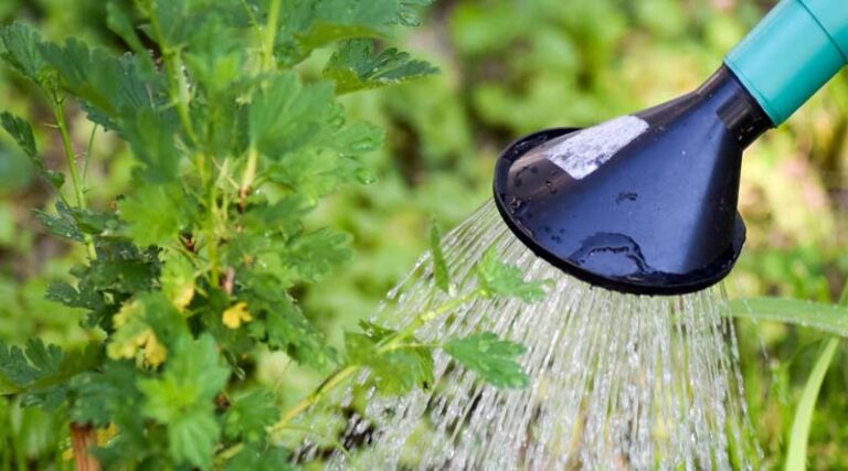 How to spray urea on standing crop