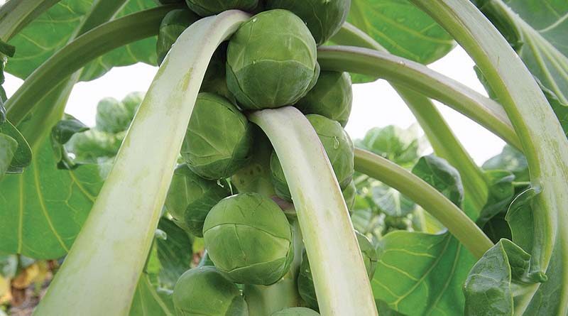Syngenta Vegetable Seeds invest in new UK supply logistics