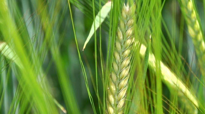 Recommended List Update for Spring Barley growers in Scotland