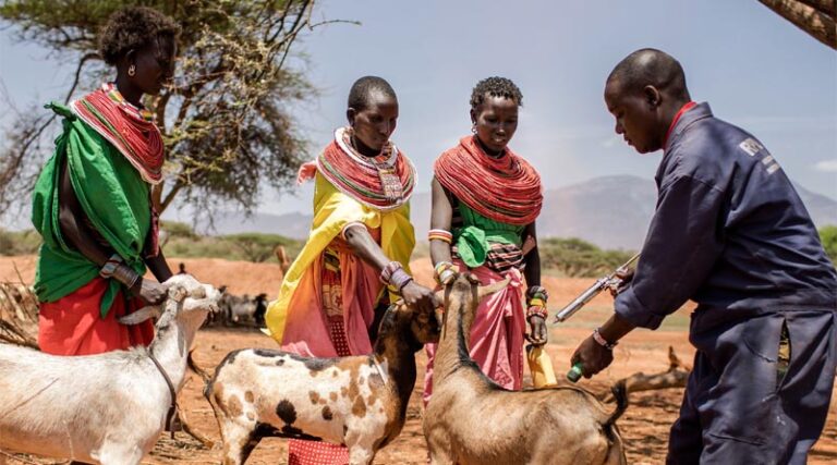 Peste des Petits Ruminants (PPR): FAO calls for more funding to eradicate the disease by 2030