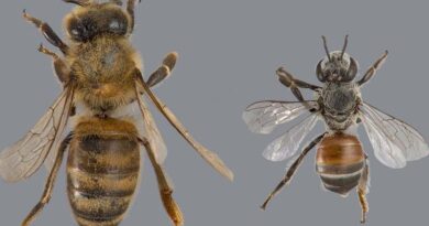 Beekeepers to monitor hives for Red dwarf honey bee