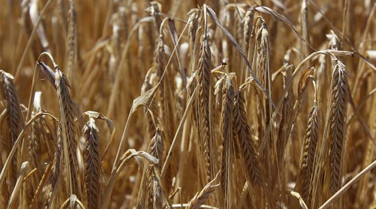 Australia: Cropping market – December update