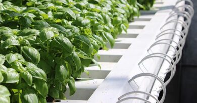 Pandemic prompts pesto producer to go-local