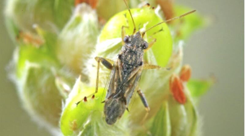 Australia: Rutherglen bug samples sought from NSW, Qld