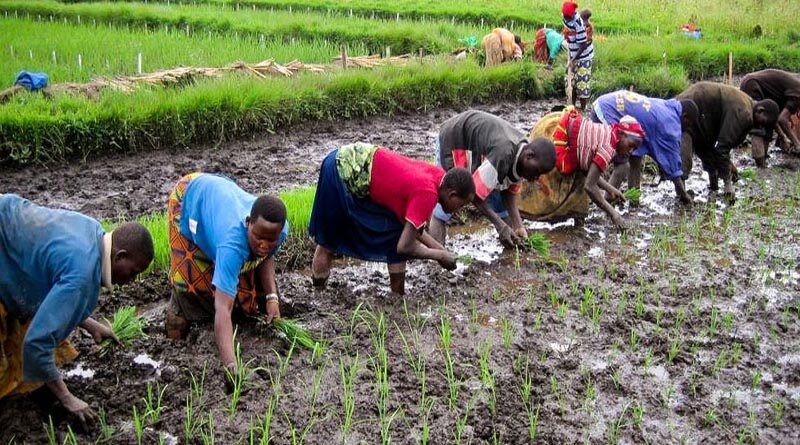Implementing Sustainable Nitrogen Use In Smallholder Rice Systems