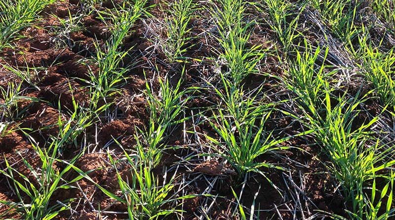Chandigarh University develops AI app for crop disease identification