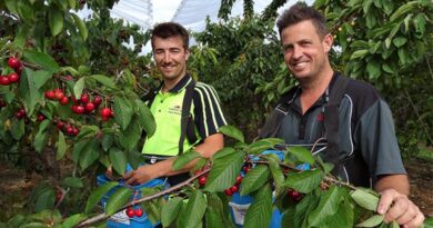 Riwaka’s Thomas Brothers – 160 years of growing