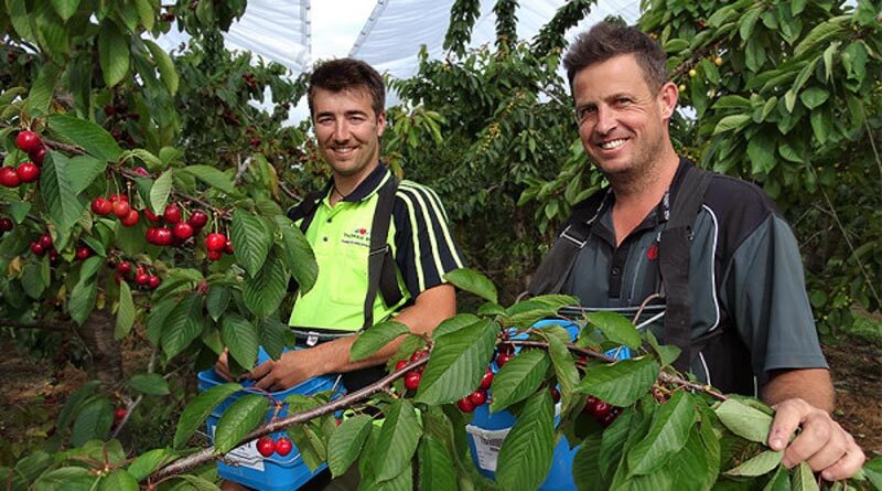Riwaka’s Thomas Brothers – 160 years of growing