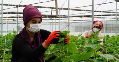 In Turkey, FAO and the EU promote agrifood employment at an increasing pace