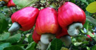 Two records of the cashew industry