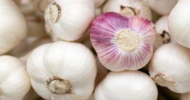 Farmers of Madhya Pradesh burn garlic brought for sale at Mandsour Mandi