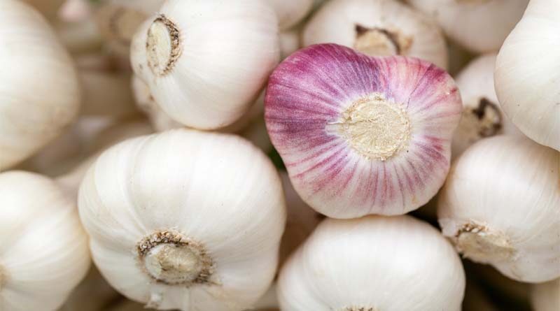 Farmers of Madhya Pradesh burn garlic brought for sale at Mandsour Mandi