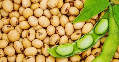 SOPA opposes the demand of Indian poultry industry for Soybean meal import